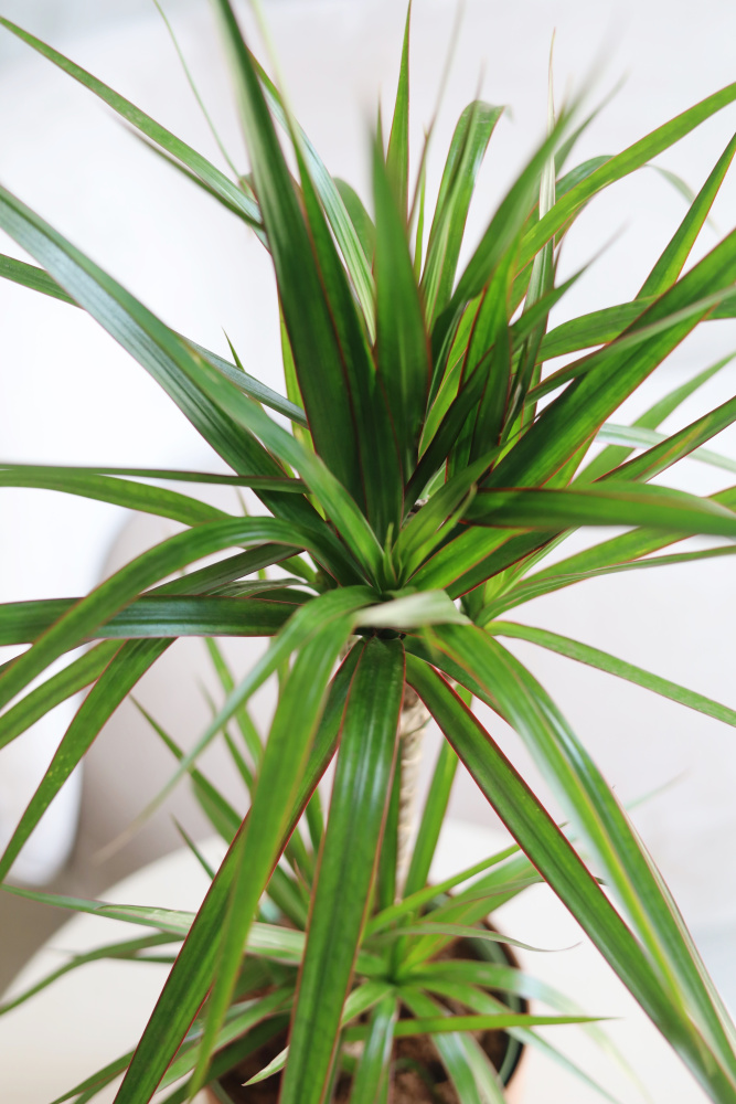 Драцена Маргината