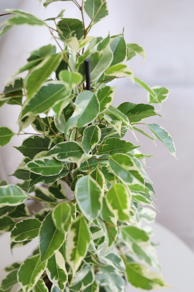 Фикус Твайлайт