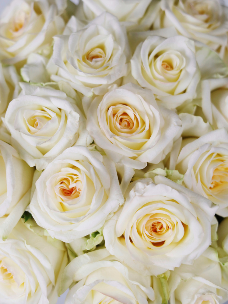 БУКЕТ 21 ПИОНОВИДНАЯ РОЗА CANDLELIGHT