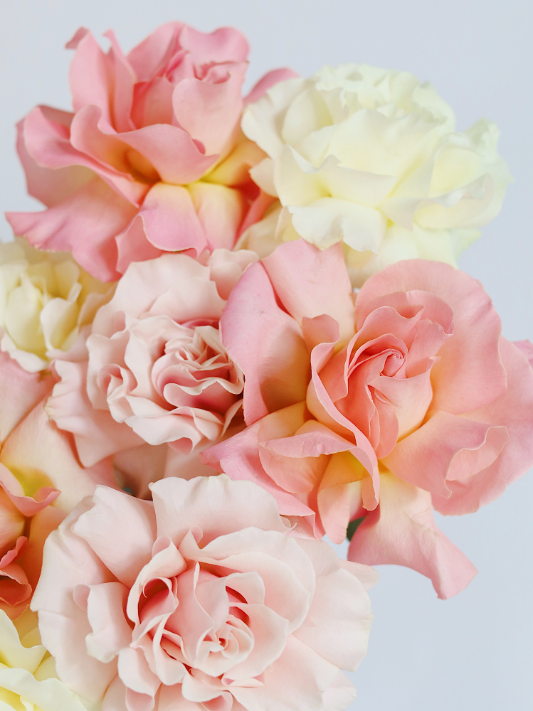 БУКЕТ 11 ФРАНЦУЗСКИХ РОЗ