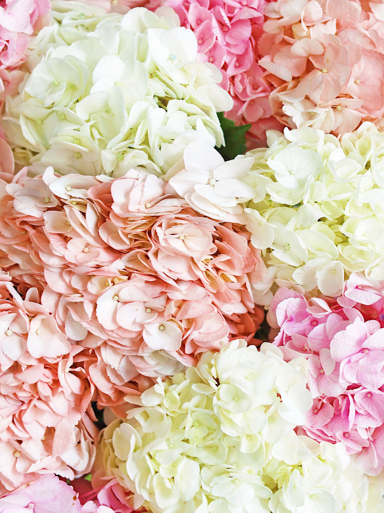 БУКЕТ 15 ГОРТЕНЗИЙ